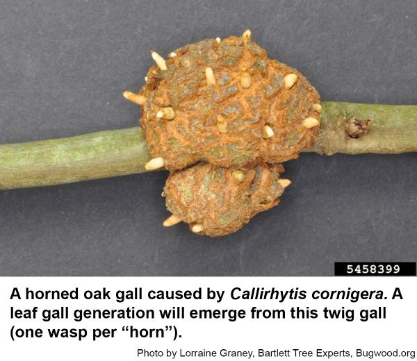 The horned oak gall